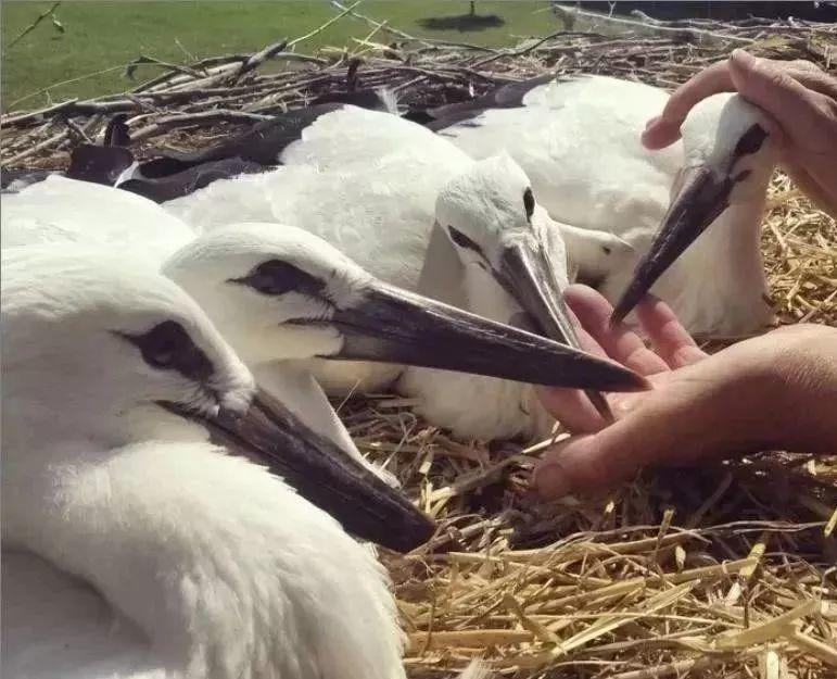 和情人异地17年,每年飞13000公里相见,却在情人生子后离开!这个“负心汉”看哭了全世界……