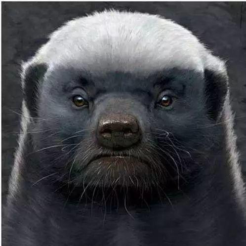 话说平头哥:生死看淡、不服就干!