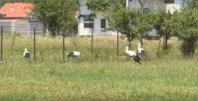 和情人异地17年,每年飞13000公里相见,却在情人生子后离开!这个“负心汉”看哭了全世界……