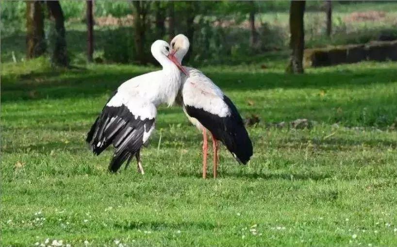 和情人异地17年,每年飞13000公里相见,却在情人生子后离开!这个“负心汉”看哭了全世界……