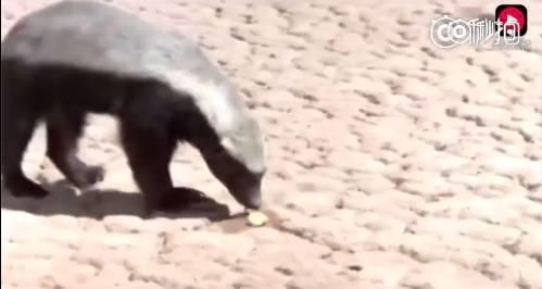 话说平头哥:生死看淡、不服就干!