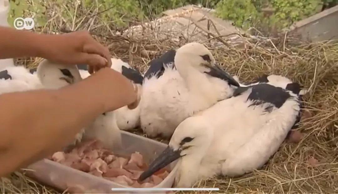 和情人异地17年,每年飞13000公里相见,却在情人生子后离开!这个“负心汉”看哭了全世界……