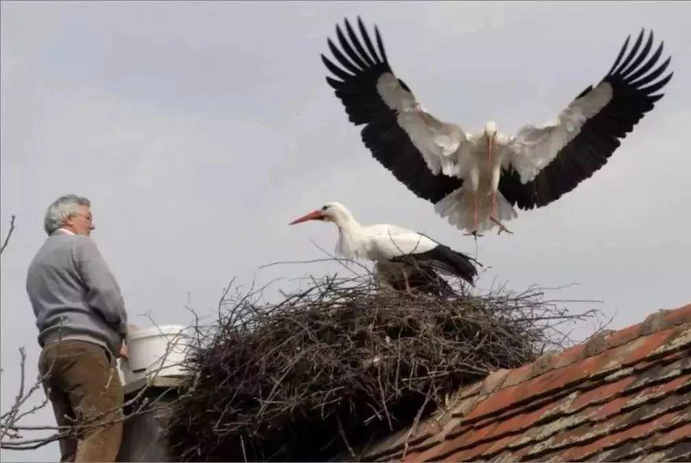 和情人异地17年,每年飞13000公里相见,却在情人生子后离开!这个“负心汉”看哭了全世界……