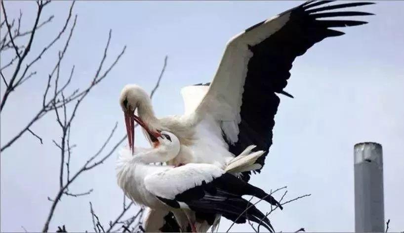 和情人异地17年,每年飞13000公里相见,却在情人生子后离开!这个“负心汉”看哭了全世界……