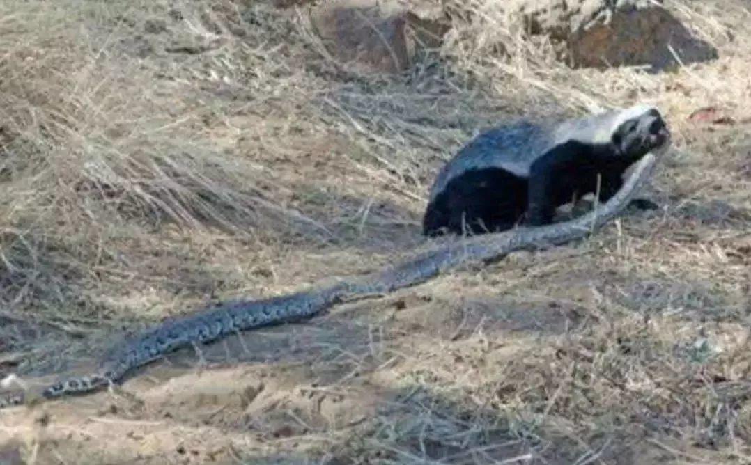 话说平头哥:生死看淡、不服就干!