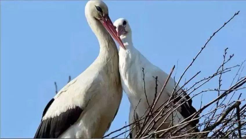 和情人异地17年,每年飞13000公里相见,却在情人生子后离开!这个“负心汉”看哭了全世界……