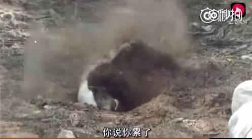 话说平头哥:生死看淡、不服就干!