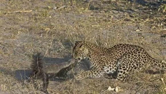 话说平头哥:生死看淡、不服就干!