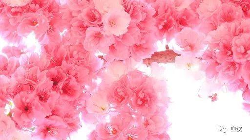 血饮丨中国正式开建生化防御长城，中俄协调叙土伊德利卜冲突！ 