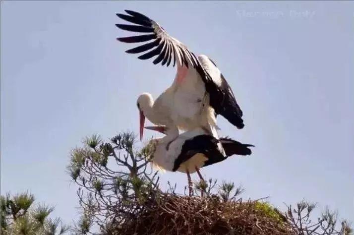 和情人异地17年,每年飞13000公里相见,却在情人生子后离开!这个“负心汉”看哭了全世界……