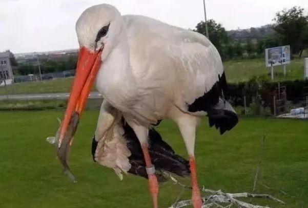 和情人异地17年,每年飞13000公里相见,却在情人生子后离开!这个“负心汉”看哭了全世界……