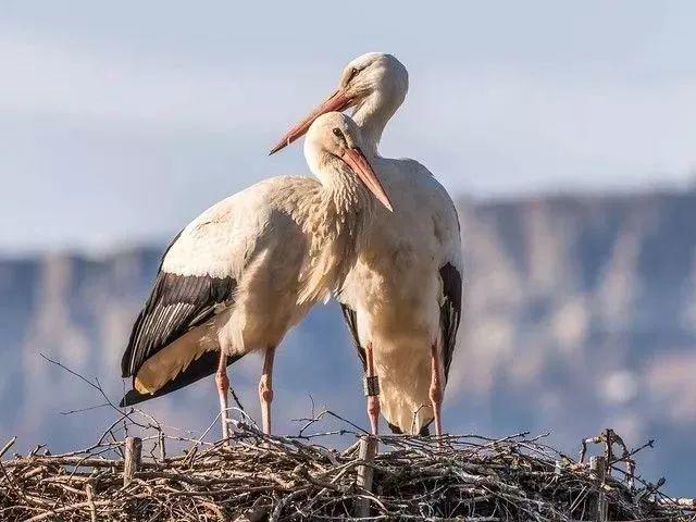 和情人异地17年,每年飞13000公里相见,却在情人生子后离开!这个“负心汉”看哭了全世界……
