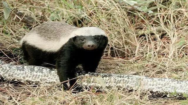 话说平头哥:生死看淡、不服就干!