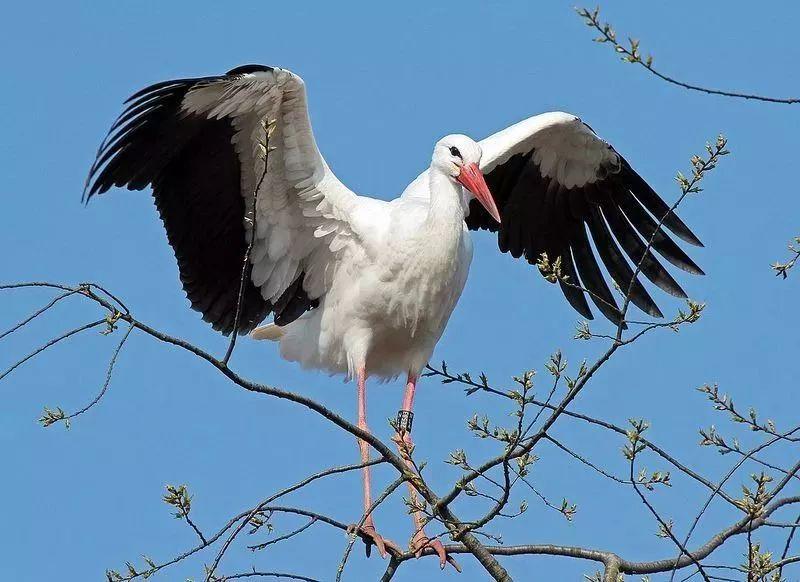 和情人异地17年,每年飞13000公里相见,却在情人生子后离开!这个“负心汉”看哭了全世界……