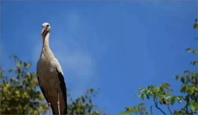 和情人异地17年,每年飞13000公里相见,却在情人生子后离开!这个“负心汉”看哭了全世界……