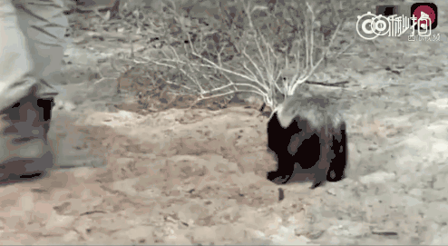 话说平头哥:生死看淡、不服就干!