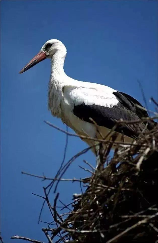 和情人异地17年,每年飞13000公里相见,却在情人生子后离开!这个“负心汉”看哭了全世界……