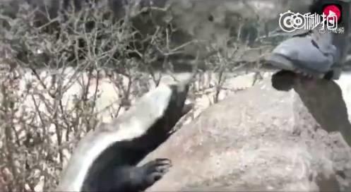 话说平头哥:生死看淡、不服就干!