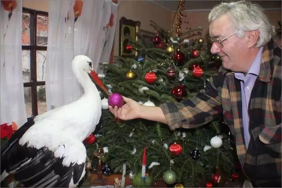 和情人异地17年,每年飞13000公里相见,却在情人生子后离开!这个“负心汉”看哭了全世界……