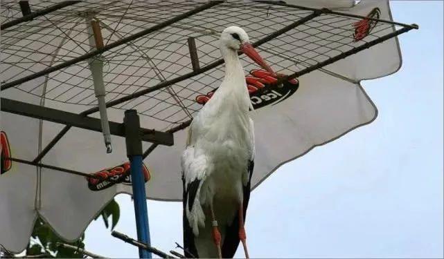 和情人异地17年,每年飞13000公里相见,却在情人生子后离开!这个“负心汉”看哭了全世界……