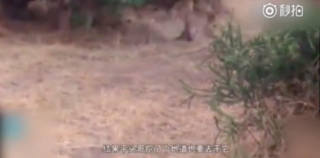 话说平头哥:生死看淡、不服就干!