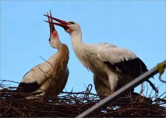 和情人异地17年,每年飞13000公里相见,却在情人生子后离开!这个“负心汉”看哭了全世界……