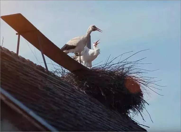 和情人异地17年,每年飞13000公里相见,却在情人生子后离开!这个“负心汉”看哭了全世界……