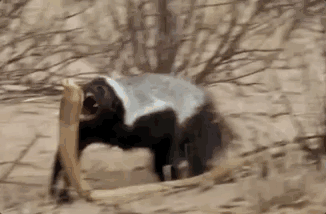 话说平头哥:生死看淡、不服就干!