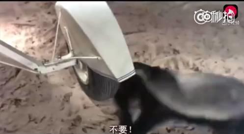 话说平头哥:生死看淡、不服就干!